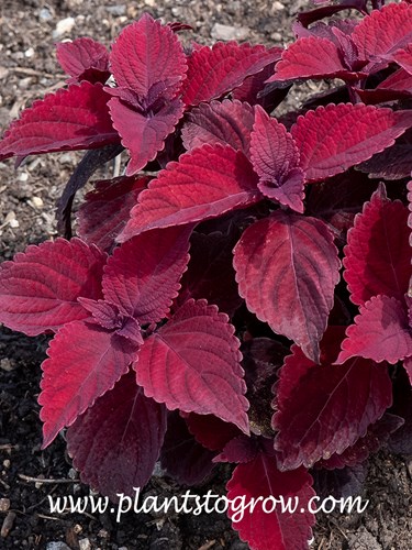 Beale Street Coleus (Solenostemon Main Street series) 
Very nice red foliage color on bushy plants.